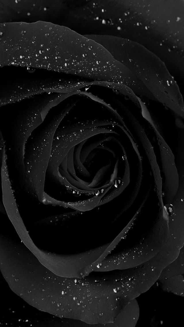 Black Rose Wallpaper - EniWp