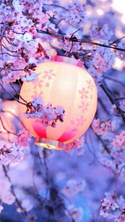 Cherry Blossom Wallpaper - EniWp