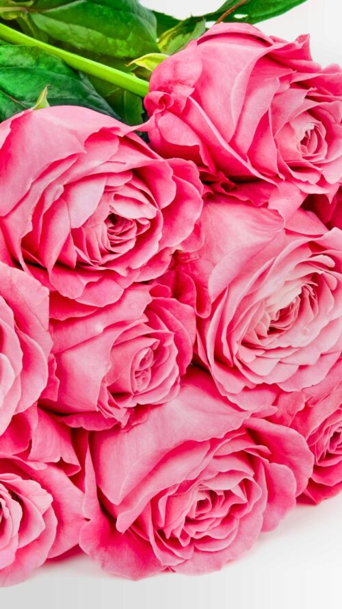 Rose Wallpaper