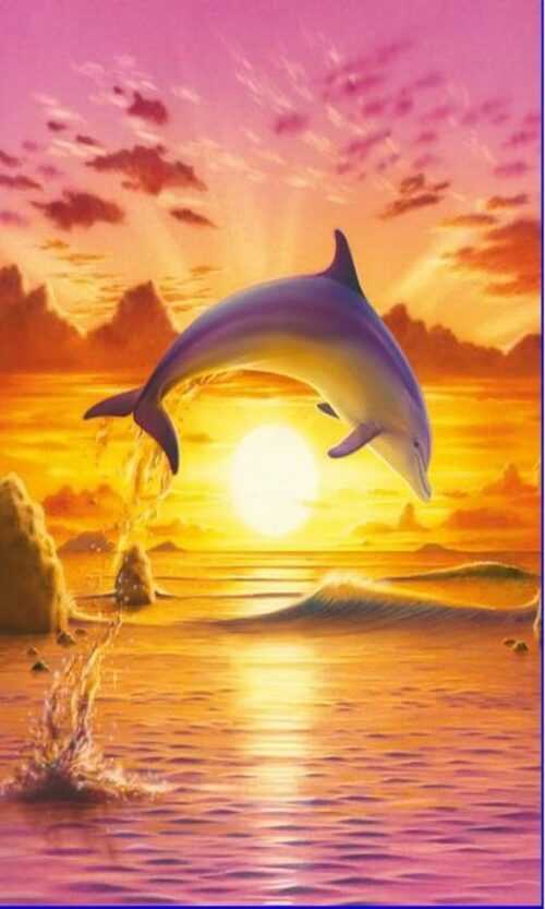 Dolphin Wallpaper